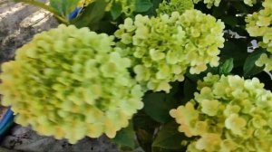 Гортензии серии ПАН, обзор сортов🌸28.07.2024