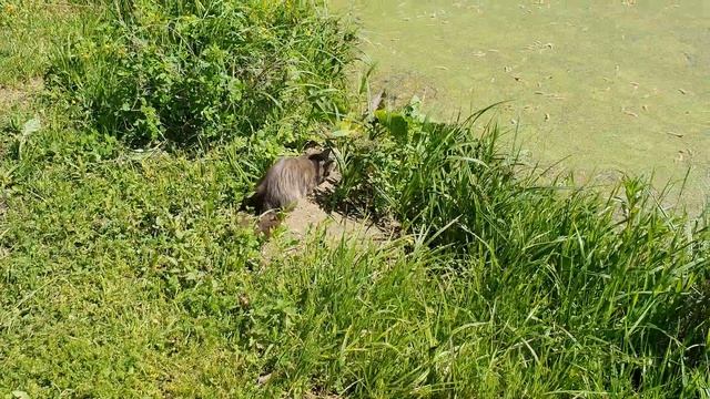 Природа 4K для детей. смотреть онлайн