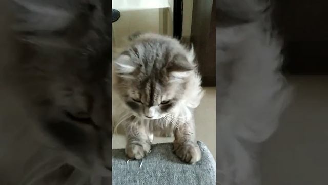 cat eating🍲 chocolate #cat #viral #cute #cats смотреть онлайн
