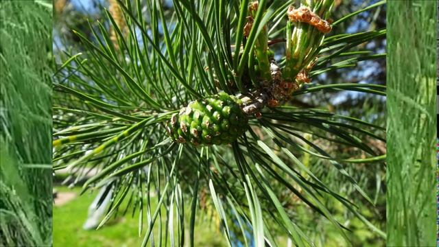 Очарование природы.2