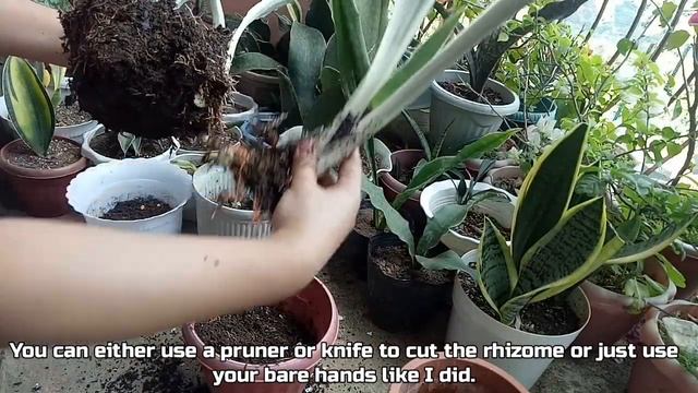 When and How to Divide Sansevieria | Sansevieria Metallica Silver Siam смотреть онлайн