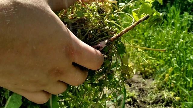 Видео по работе прополочной машинки Musashi с удлинительной ручкой WE-709 смотреть онлайн