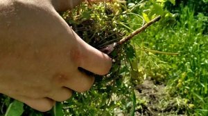 Видео по работе прополочной машинки Musashi с удлинительной ручкой WE-709