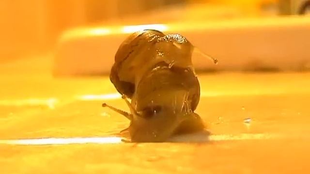 ANCHE QUESTO E' AMORE (APPICCICOSO!) смотреть онлайн