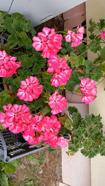 герань Sunstar Salmon