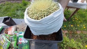 Пересадка Echinocactus grusonii. 2021 рік.