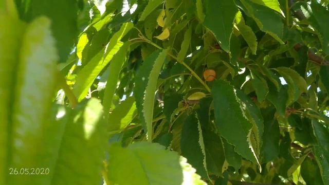 Боғ дар Файзобод смотреть онлайн