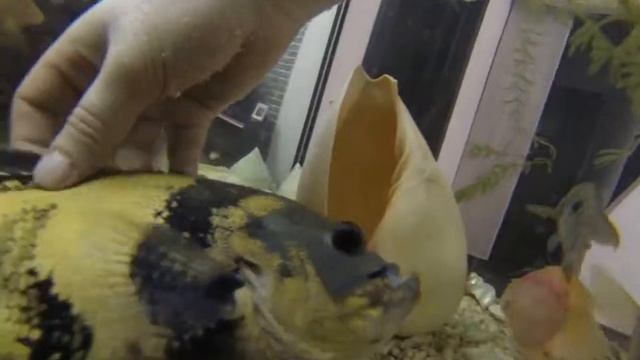 Камера в аквариуме. смотреть онлайн