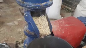 Гранулятор Соловей 1 гранулирование пшенице без измельчения.