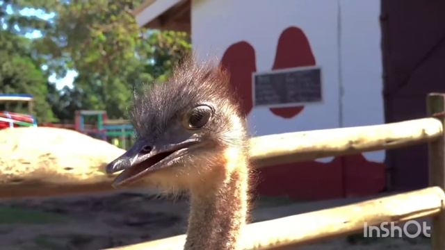Emu, ostrich. A selection of ostriches. African animals. Animals of Madagascar. Animals of Australi смотреть онлайн