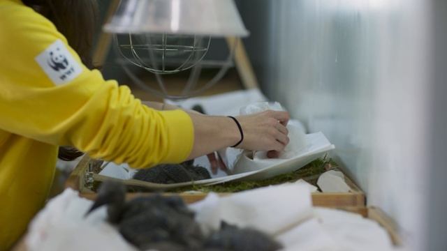 BBC: Планета Земля III 8 серия «Герои» (документальный сериал, 2023) смотреть онлайн