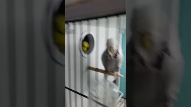 Ankaram show jumbo muhabbet kuşu yetistiricisi. Mükemmel üretimhane ve jumbo kuşlar смотреть онлайн