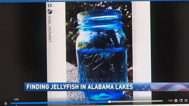 Experts: Freshwater Jellyfish can be found in Alabama lakes - NBC 15 WPMI смотреть онлайн