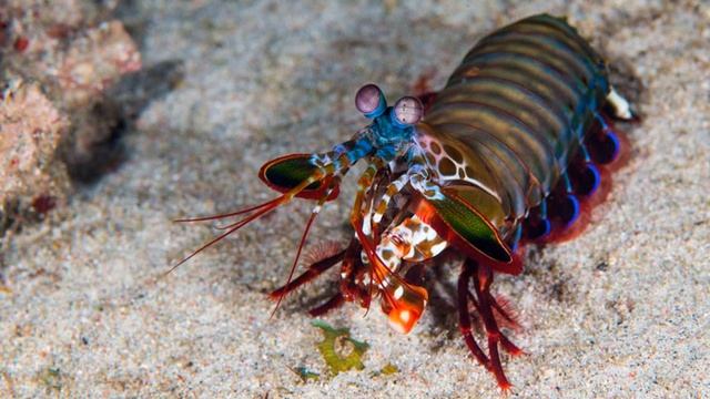 Peacock mantis shrimp ft. Salvatore Geloso смотреть онлайн