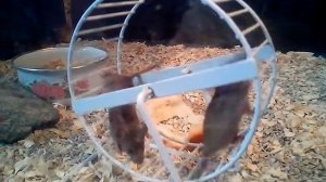 Мыши в колесе