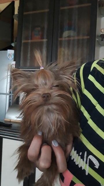 Микро шоколадный малыш.Второго такого нет. Чудо,чудо ребенок.Он просто божественный,+79788972514 смотреть онлайн