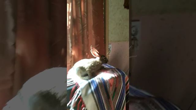 Дикие зайцы смотреть онлайн