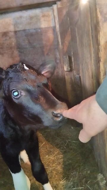 нам уже три дня🙂 Апрелька-красавица #сибирь #деревня #коровы #крс смотреть онлайн