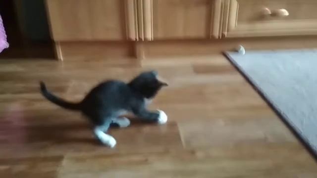Бабушка купили котенка смотреть онлайн