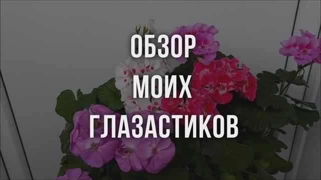 Обзор моих глазастиков. Выпуск от 27.06.22