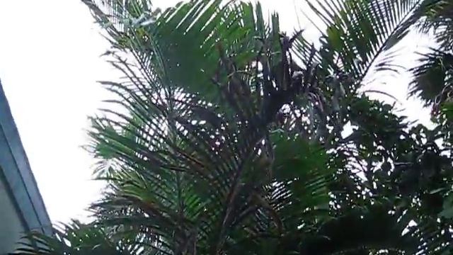 Dypsis Cabadae At Beachland Elementary