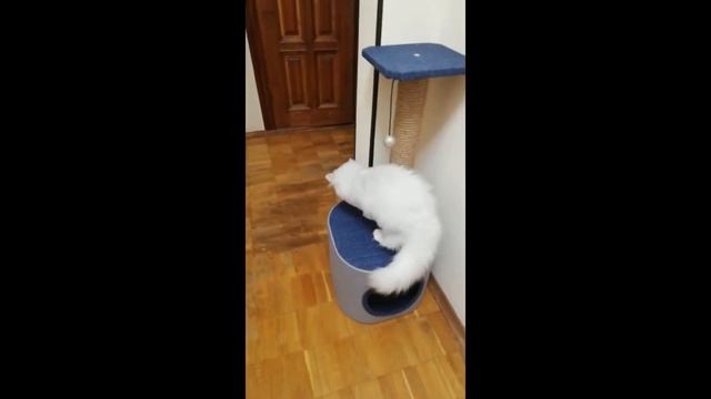 Кот Нордик играет в новом доме смотреть онлайн
