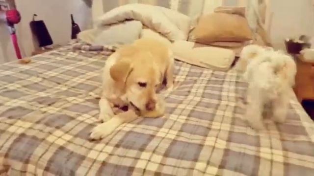 Get Smart, at Aunt Aud's Sit Stay & Play! смотреть онлайн