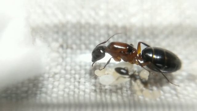 Camponotus sp. First Nanitic смотреть онлайн