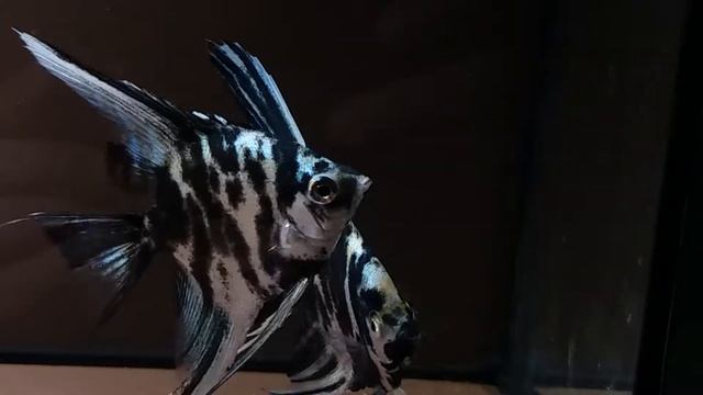 Rainbow Marble Angelfish смотреть онлайн