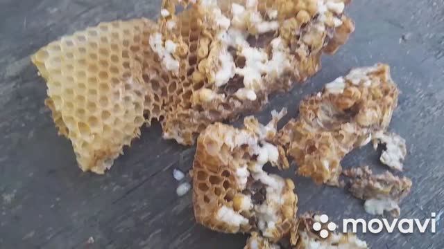 СКОЛЬКО КЛЕЩА В ТРУТНЕ. Раздаем маточники в семьи. 23.04.2023 #пчелы #пчеловодство #пасека #трутни смотреть онлайн