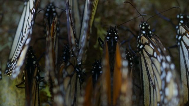 BBC: Планета Земля III 6 серия «Экстремальные условия» (документальный сериал, 2023) смотреть онлайн