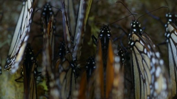 BBC: Планета Земля III 6 серия «Экстремальные условия» (документальный сериал, 2023)