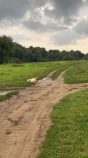 Stay clean? Not today 🐷🫶🏼 A little bit about the care of labradors #labrador #nature #wildlife смотреть онлайн