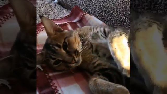 Невероятно красивый и ласковый каракет Ф2 Гуччи смотреть онлайн