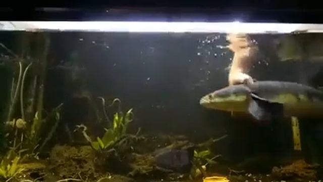Hand Feeding #ChannaMaru #Emperorsnakehead #kerandang #tomanbunga смотреть онлайн