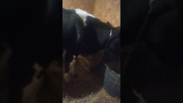 никита сергеевич козел