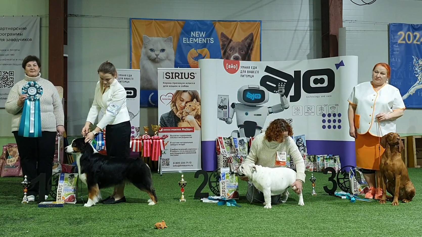 02.03.2025, СПб. Клуб "Нордвест-2" (РКФ, РФЛС). Выставка собак "НОРДВЕСТ-ВЕСНА" (САС,ЧФ) смотреть онлайн