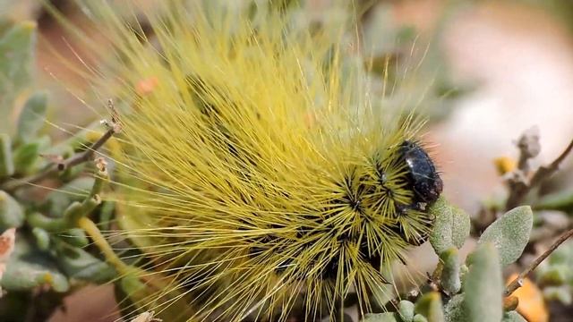 Caterpillar From The Canary Islands | Thaumetopoea Herculeana