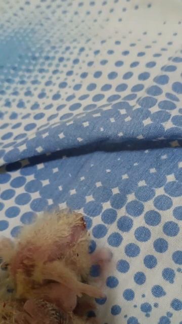 птенцы корелла 2 🦜🦜 смотреть онлайн