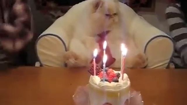 Празнуем день рождение кота смотреть онлайн