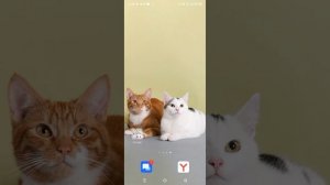 рассказываю что было в городе Пикалёво