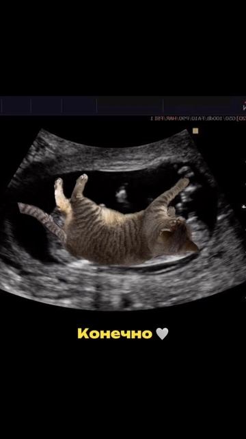 🐱Вы знаете историю происхождения вашей породы котиков ? Делитесь в комментариях 🔻 смотреть онлайн