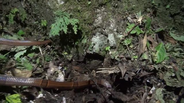 Gorgeous Red Bamboo Ratsnake смотреть онлайн