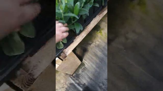 Sun Perennials Part 1
