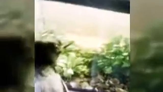 Ворона хочет рыбку смотреть онлайн