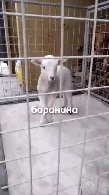Что ест Путин смотреть онлайн