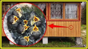 ПТИЦА ВЫВЕЛА ПТЕНЦОВ в полости стены