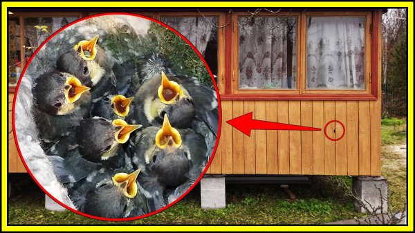 ПТИЦА ВЫВЕЛА ПТЕНЦОВ в полости стены