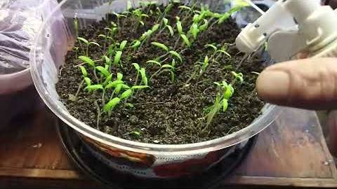 Рассада помидор. Всходит через 4 дня ГАРАНТИРОВАННО смотреть онлайн