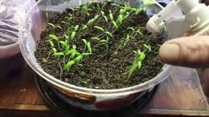 Рассада помидор. Всходит через 4 дня ГАРАНТИРОВАННО